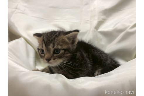 販売中の三重県のアメリカンショートヘア-120686の16枚目