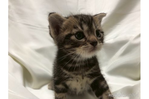 販売中の三重県のアメリカンショートヘア-120686の12枚目