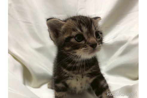 販売中の三重県のアメリカンショートヘア-120686の10枚目