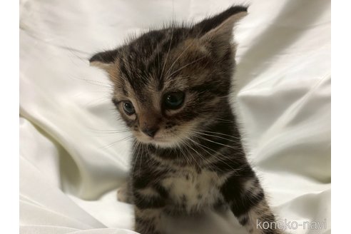 販売中の三重県のアメリカンショートヘア-120686の6枚目