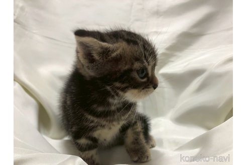 販売中の三重県のアメリカンショートヘア-120686の4枚目