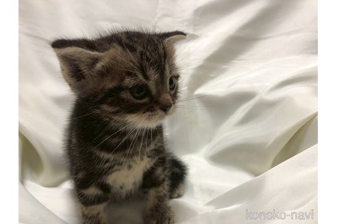 販売中の三重県のアメリカンショートヘア-120686の5枚目