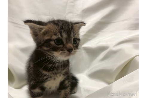 販売中の三重県のアメリカンショートヘア-120686の2枚目