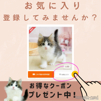 販売中の千葉県のマンチカン-120688の13枚目