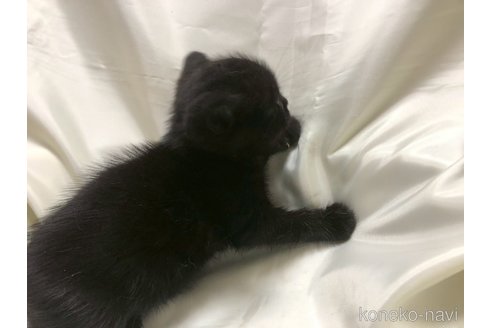 販売中の三重県のアメリカンショートヘア-120687の14枚目
