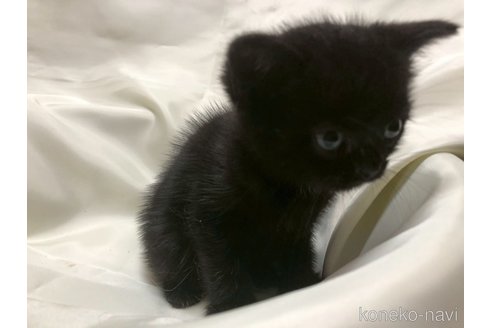販売中の三重県のアメリカンショートヘア-120687の10枚目