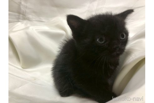 販売中の三重県のアメリカンショートヘア-120687の3枚目