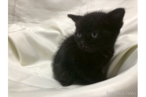 販売中の三重県のアメリカンショートヘア-120687の8枚目