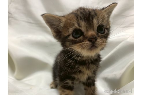 販売中の三重県のアメリカンショートヘア-120689の19枚目