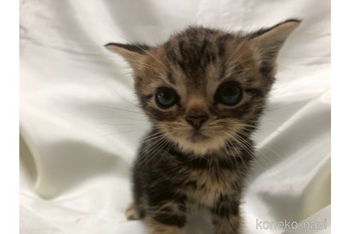 販売中の三重県のアメリカンショートヘア-120689の20枚目