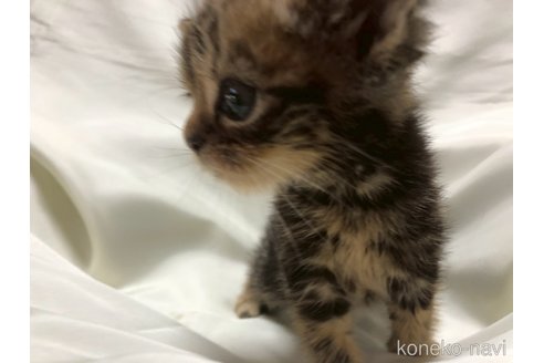 販売中の三重県のアメリカンショートヘア-120689の15枚目