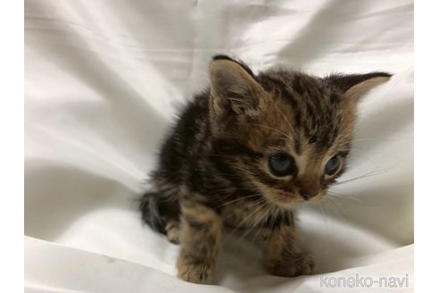 販売中の三重県のアメリカンショートヘア-120689の13枚目