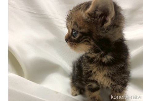 販売中の三重県のアメリカンショートヘア-120689の12枚目