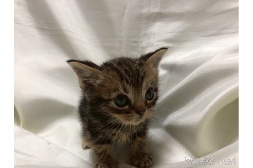販売中の三重県のアメリカンショートヘア-120689の11枚目