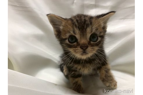 販売中の三重県のアメリカンショートヘア-120689の8枚目
