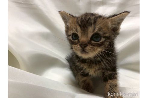 販売中の三重県のアメリカンショートヘア-120689の9枚目