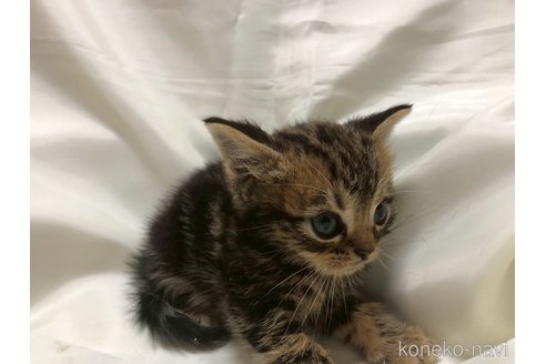 販売中の三重県のアメリカンショートヘア-120689の6枚目