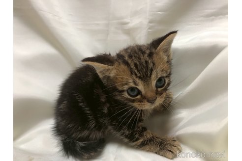 販売中の三重県のアメリカンショートヘア-120689の3枚目