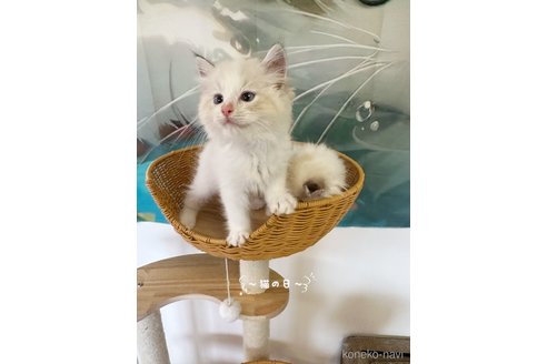 販売中の大阪府のラグドール-120690の1枚目