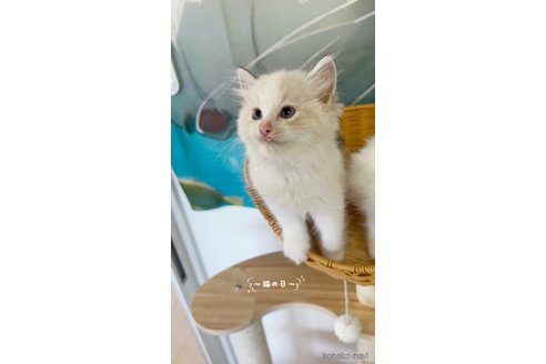 販売中の大阪府のラグドール-120690の5枚目
