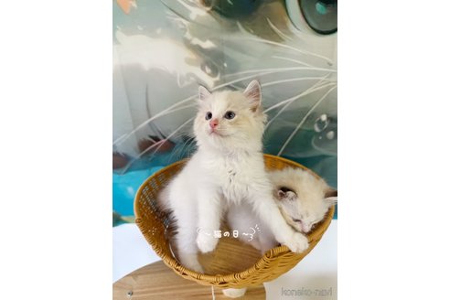 販売中の大阪府のラグドール-120690の6枚目