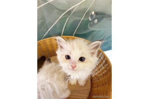 販売中の大阪府のラグドール-120692の3枚目