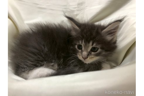 販売中の三重県のメインクーン-120691の4枚目