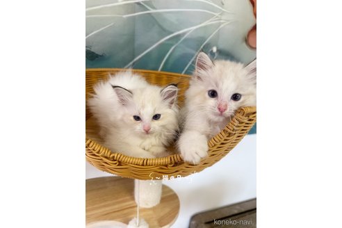 販売中の大阪府のラグドール-120690の2枚目