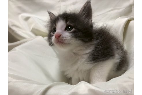 販売中の三重県のメインクーン-120693の12枚目