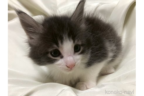販売中の三重県のメインクーン-120693の7枚目