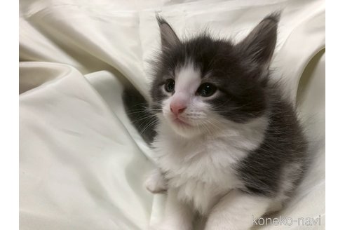 販売中の三重県のメインクーン-120693の4枚目