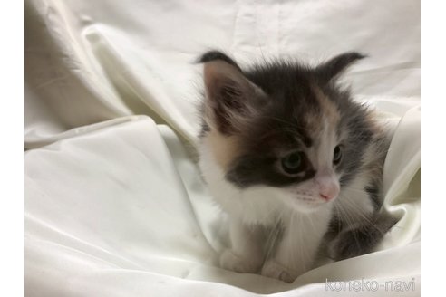 販売中の三重県のメインクーン-120694の13枚目