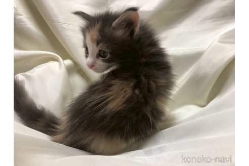 販売中の三重県のメインクーン-120694の6枚目