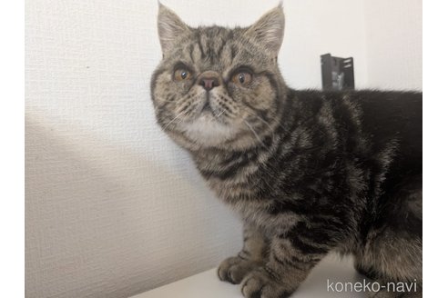 販売中の大阪府のエキゾチックショートヘア-115838の3枚目