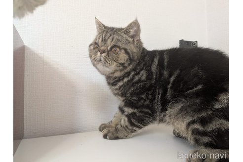 販売中の大阪府のエキゾチックショートヘア-115838の4枚目