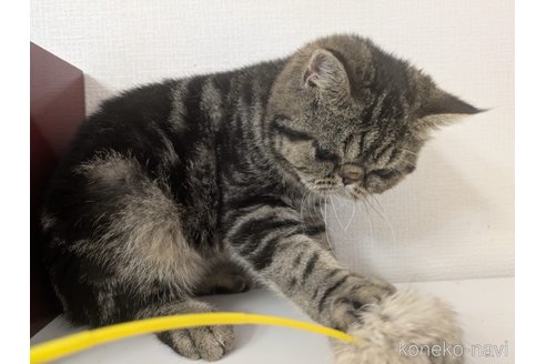 販売中の大阪府のエキゾチックショートヘア-115838の6枚目