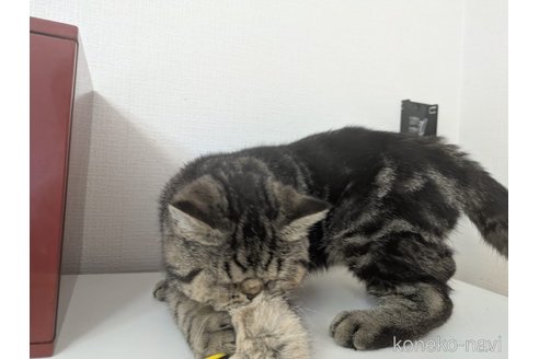 販売中の大阪府のエキゾチックショートヘア-115838の2枚目
