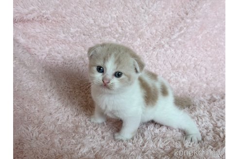 販売中の三重県のスコティッシュフォールド(折れ耳)-120696の2枚目