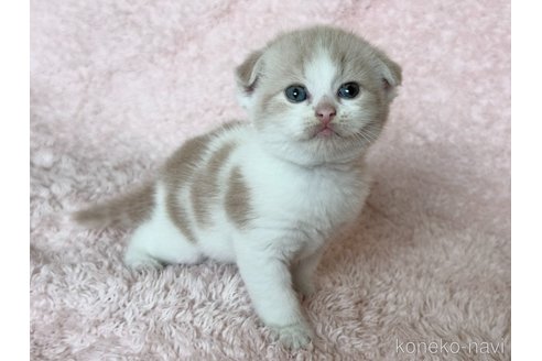 販売中の三重県のスコティッシュフォールド(折れ耳)-120696の3枚目