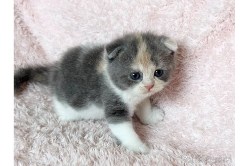 販売中の三重県のスコティッシュフォールド(折れ耳)-120697の6枚目