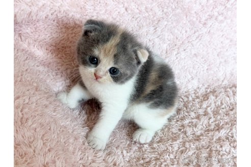 販売中の三重県のスコティッシュフォールド(折れ耳)-120697の8枚目