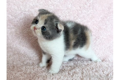 販売中の三重県のスコティッシュフォールド(折れ耳)-120697の7枚目