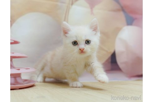 販売中の千葉県のマンチカン-120702の11枚目
