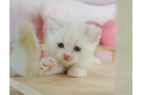 販売中の千葉県のマンチカン-120702の10枚目