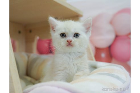 販売中の千葉県のマンチカン-120702の5枚目