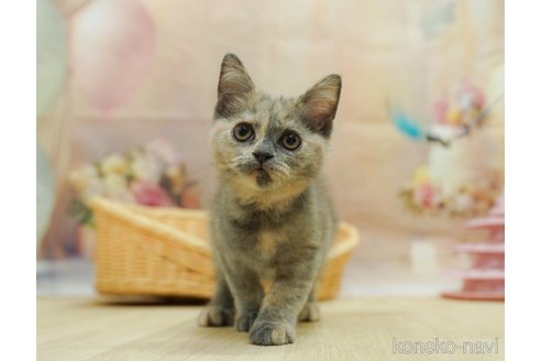 販売中の千葉県のマンチカン-120703の12枚目