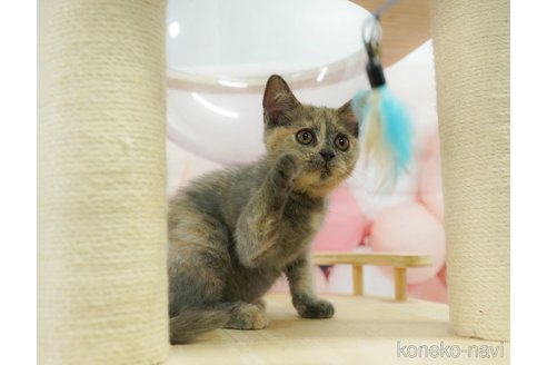 販売中の千葉県のマンチカン-120703の11枚目
