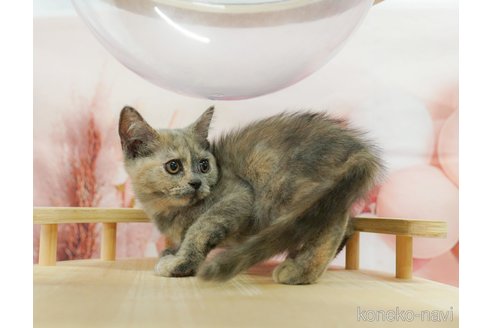 販売中の千葉県のマンチカン-120703の6枚目