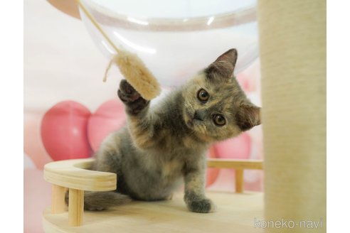 販売中の千葉県のマンチカン-120703の5枚目