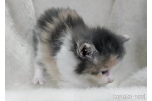販売中の福岡県のメインクーン-120705の3枚目